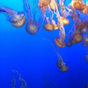 Meet your Posher, Bailey